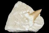 Otodus Shark Tooth Fossil in Rock - Eocene #174053-1